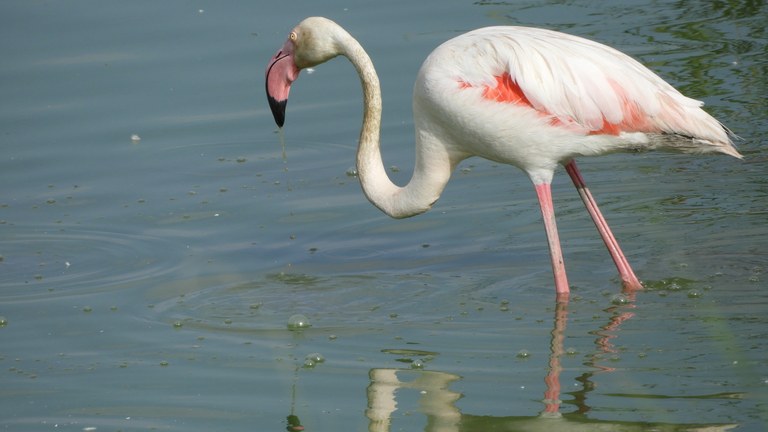 Doñanako parke naturala - 12 Doñanako parke naturala - 12