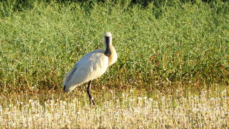 Doñanako parke naturala - 13 Doñanako parke naturala - 13