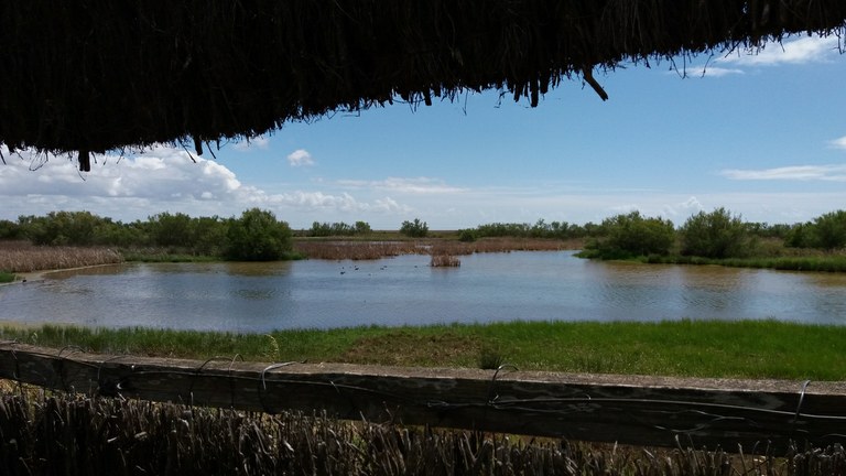 Doñanako parke naturala - 21 Doñanako parke naturala - 21