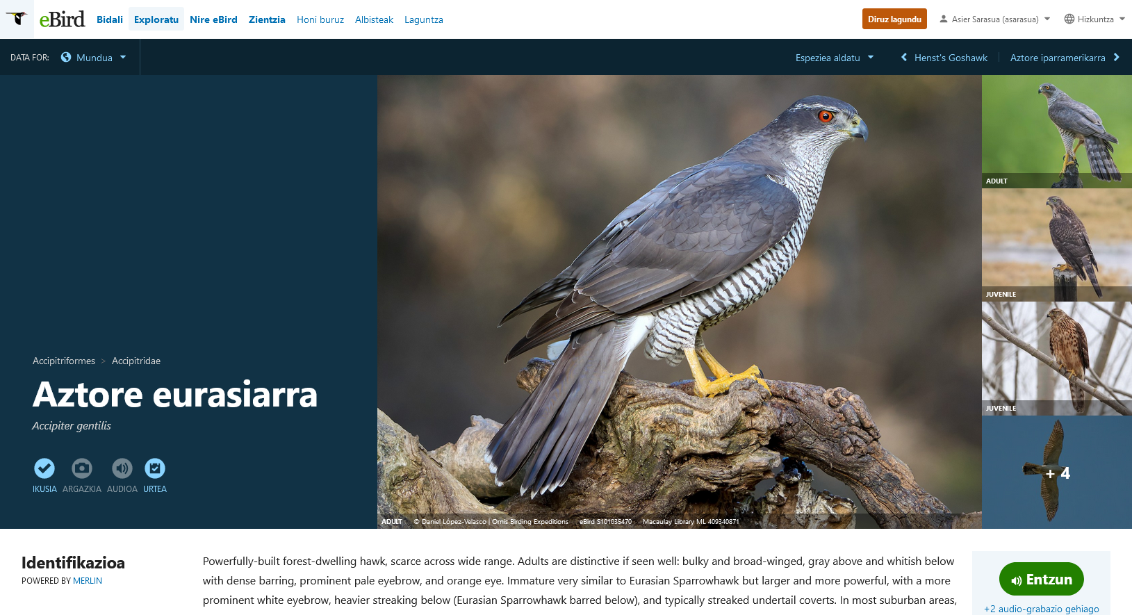 ebird - aztore eurasiarra