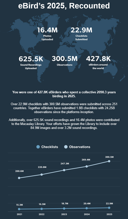 eBird, laburpena 2025 (03)