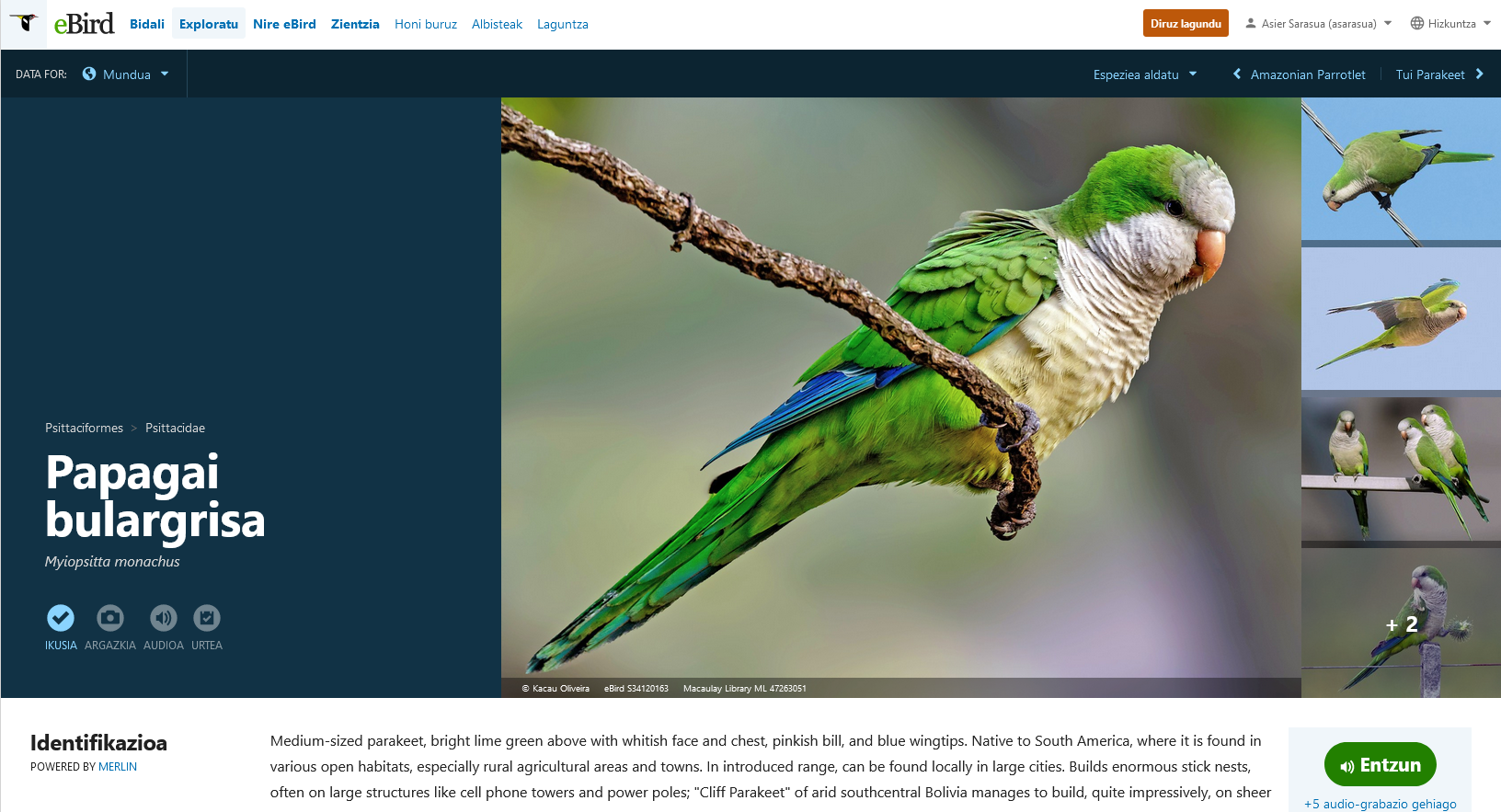 ebird - papagai bulargrisa