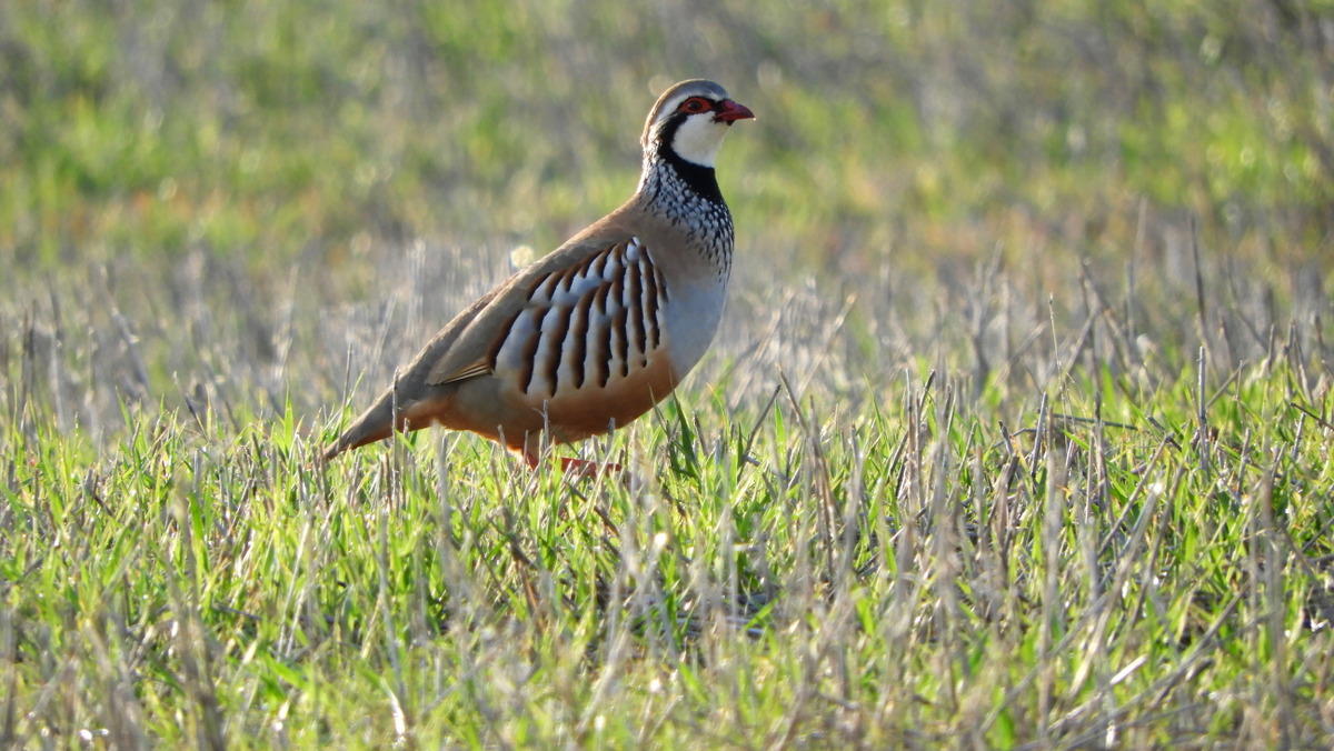 Eper gorria, Alectoris rufa