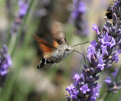Kolibri-esfingea (Macroglossum stellatarum) Kolibri-esfingea (Macroglossum stellatarum)