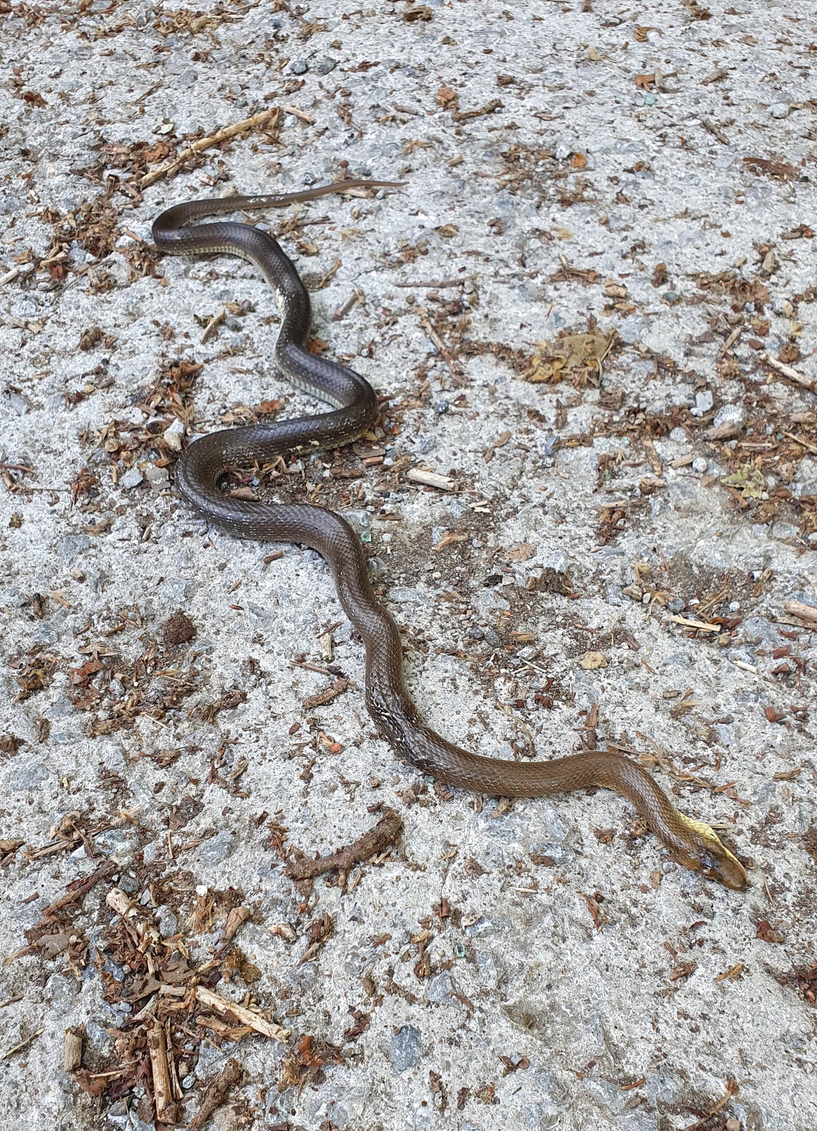 Eskulapioren sugea - 02