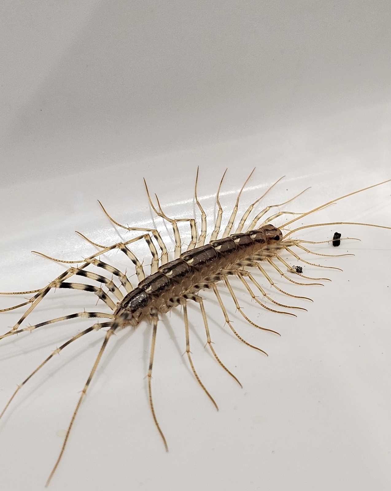 Etxe-ehunzangoa, 'Scutigera coleoptrata' - 01