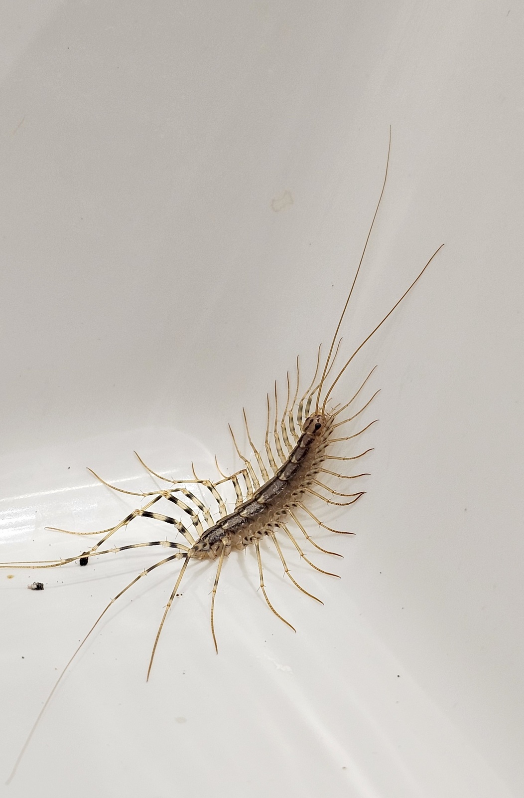 Etxe-ehunzangoa, 'Scutigera coleoptrata' - 02