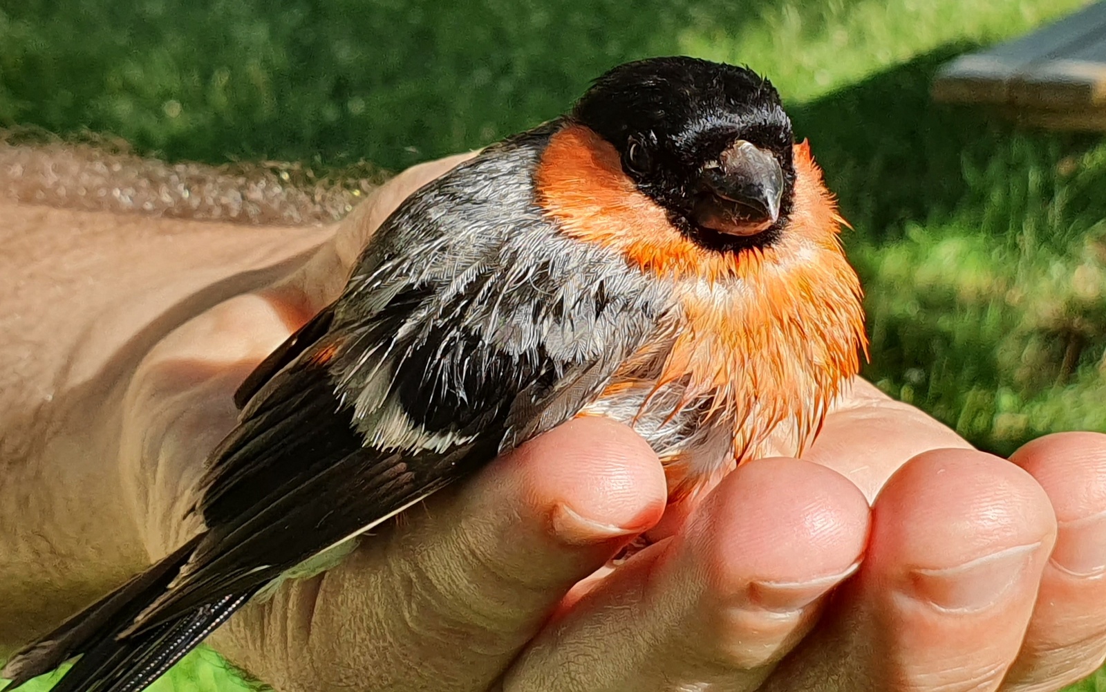 Frutabatzailea (gailupa, Pyrrhula pyrrhula) - 02