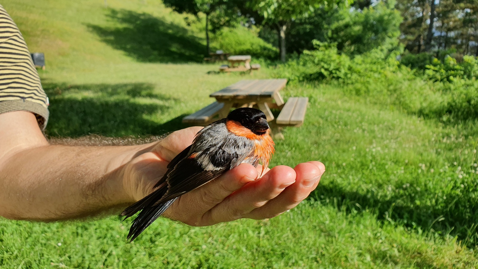 Frutabatzailea (gailupa, Pyrrhula pyrrhula) - 03