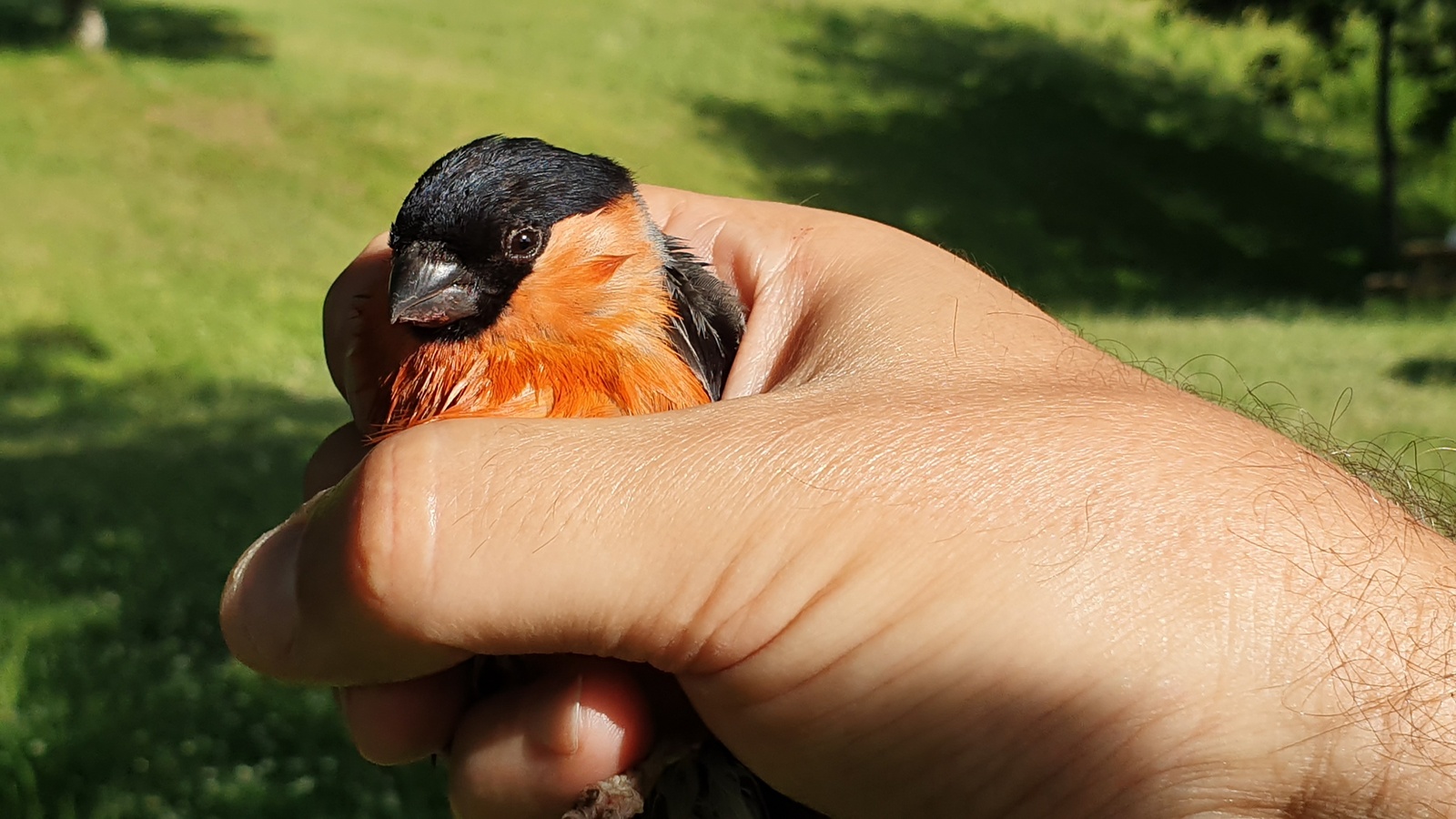 Frutabatzailea (gailupa, Pyrrhula pyrrhula) - 04