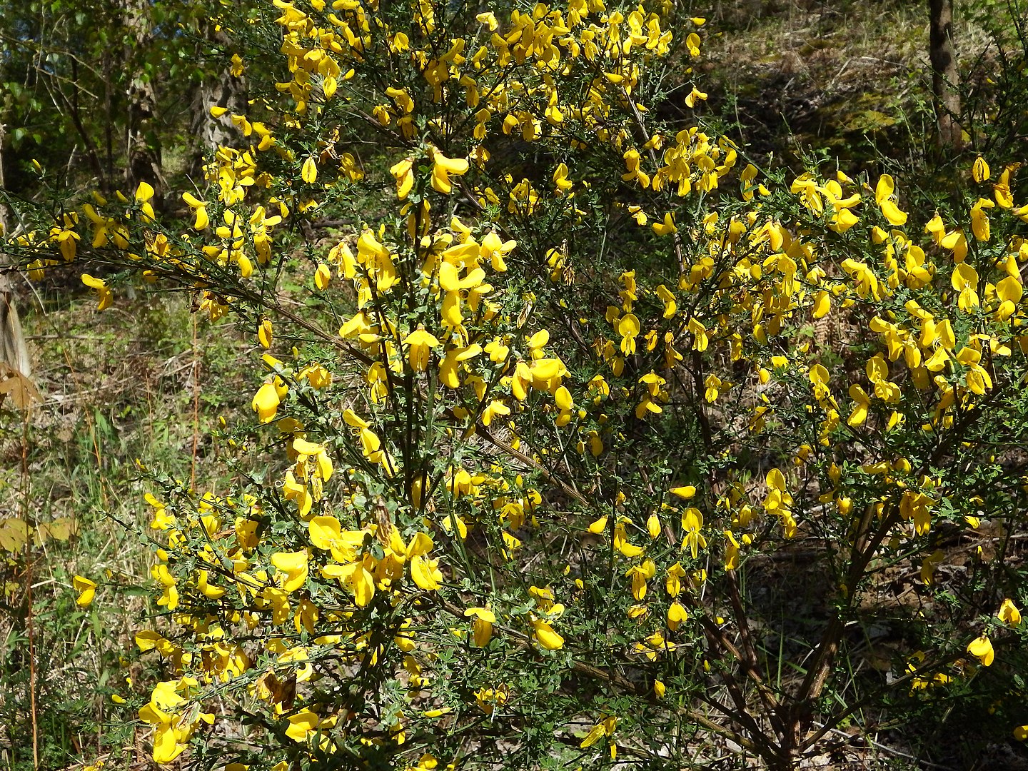 Gisatsa Cytisus scoparius