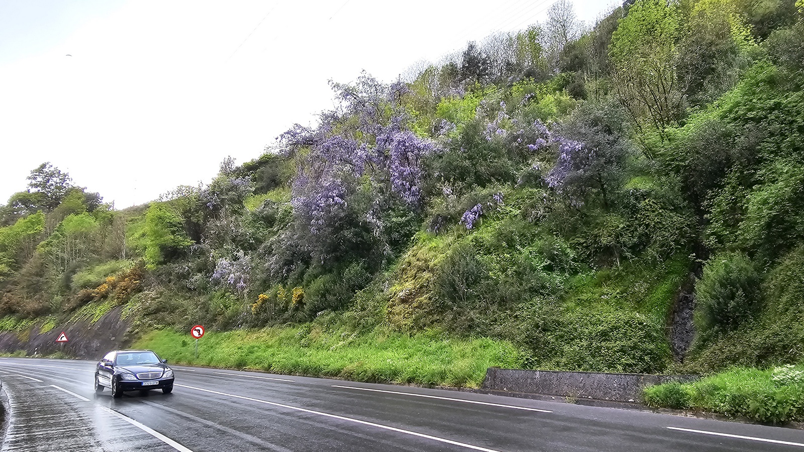 Glizinia (Apalategi, Eibar) - 05