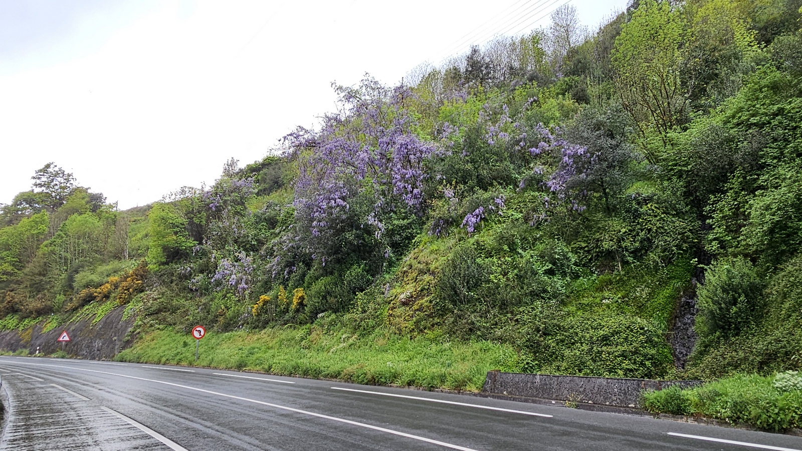 Glizinia (Apalategi, Eibar) - 06