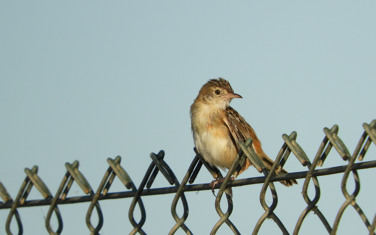 Ihi-txoria, Cisticola juncidis