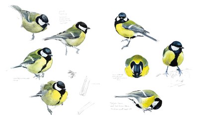Jonsson Parus major Jonsson Parus major