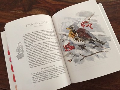 Jonsson Turdus pilaris Jonsson Turdus pilaris