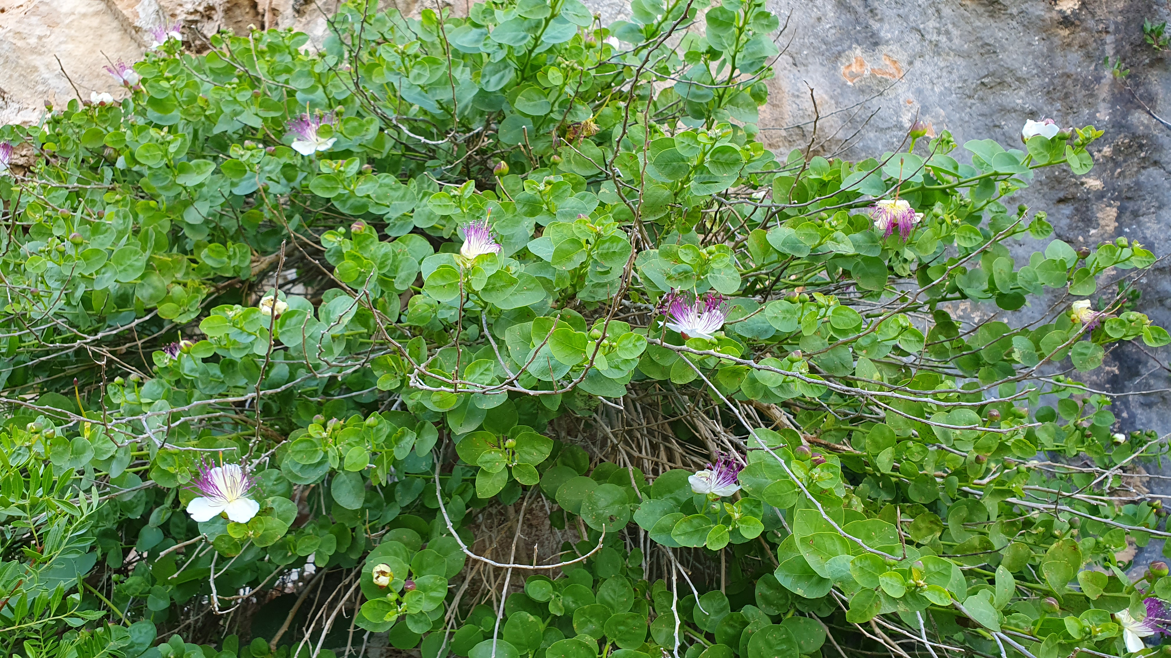 Kaparrondoa (Capparis spinosa) - Landarea