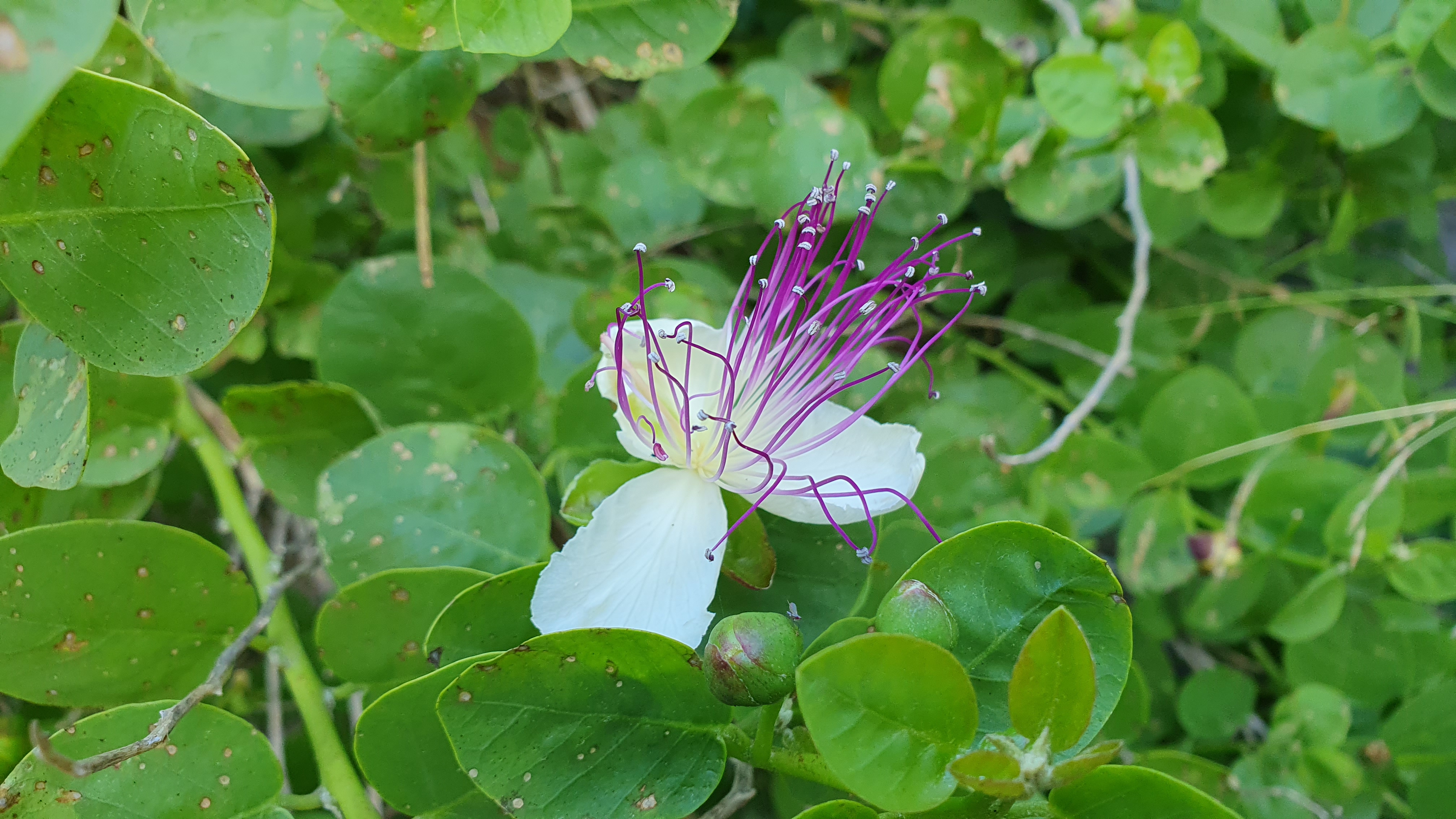 Kaparrondoa (Capparis spinosa) - Lorea