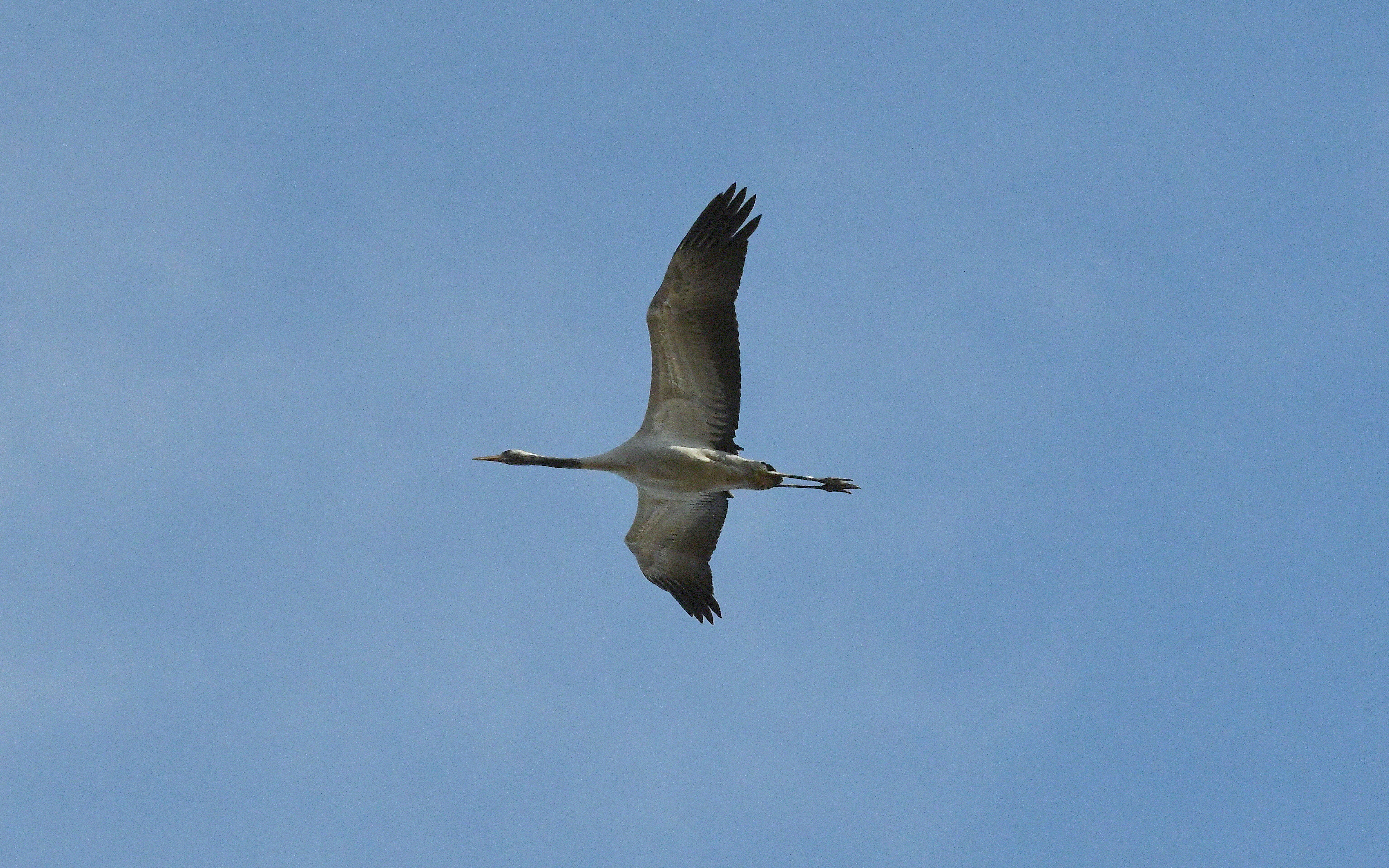 Kurriloa (Figarol, Nafarroa)