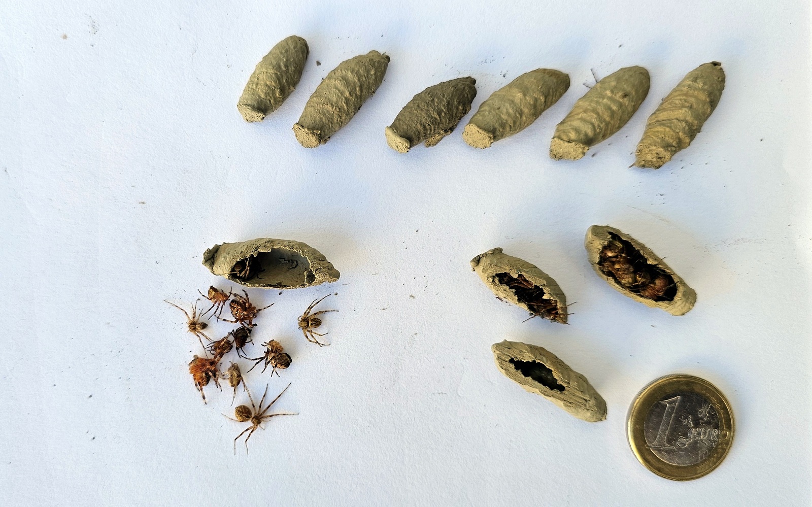 Liztor buztingilearen kapsulak, larbak elikatzeko armiarmaz beteta. 