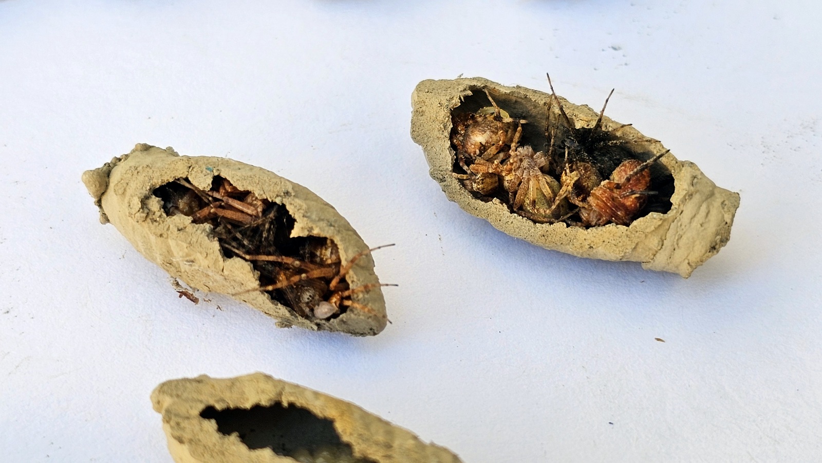 Liztor buztingilearen kapsulak, larbak elikatzeko armiarmaz beteta. 