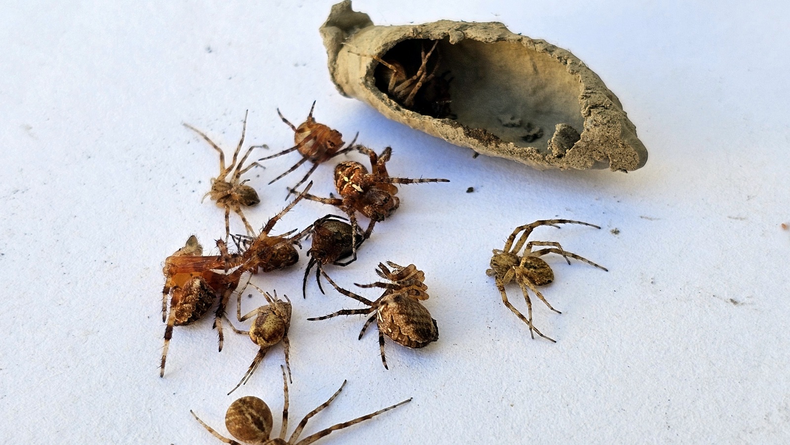 Liztor buztingilearen kapsulak, larbak elikatzeko armiarmaz beteta. 