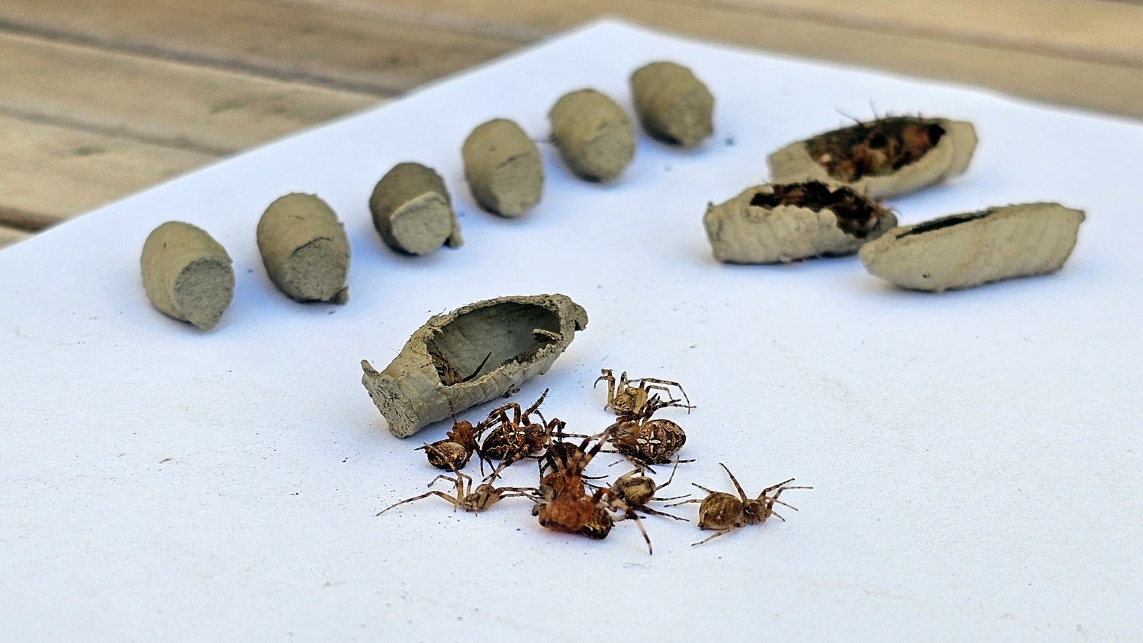 Liztor buztingilearen kapsulak, larbak elikatzeko armiarmaz beteta. 