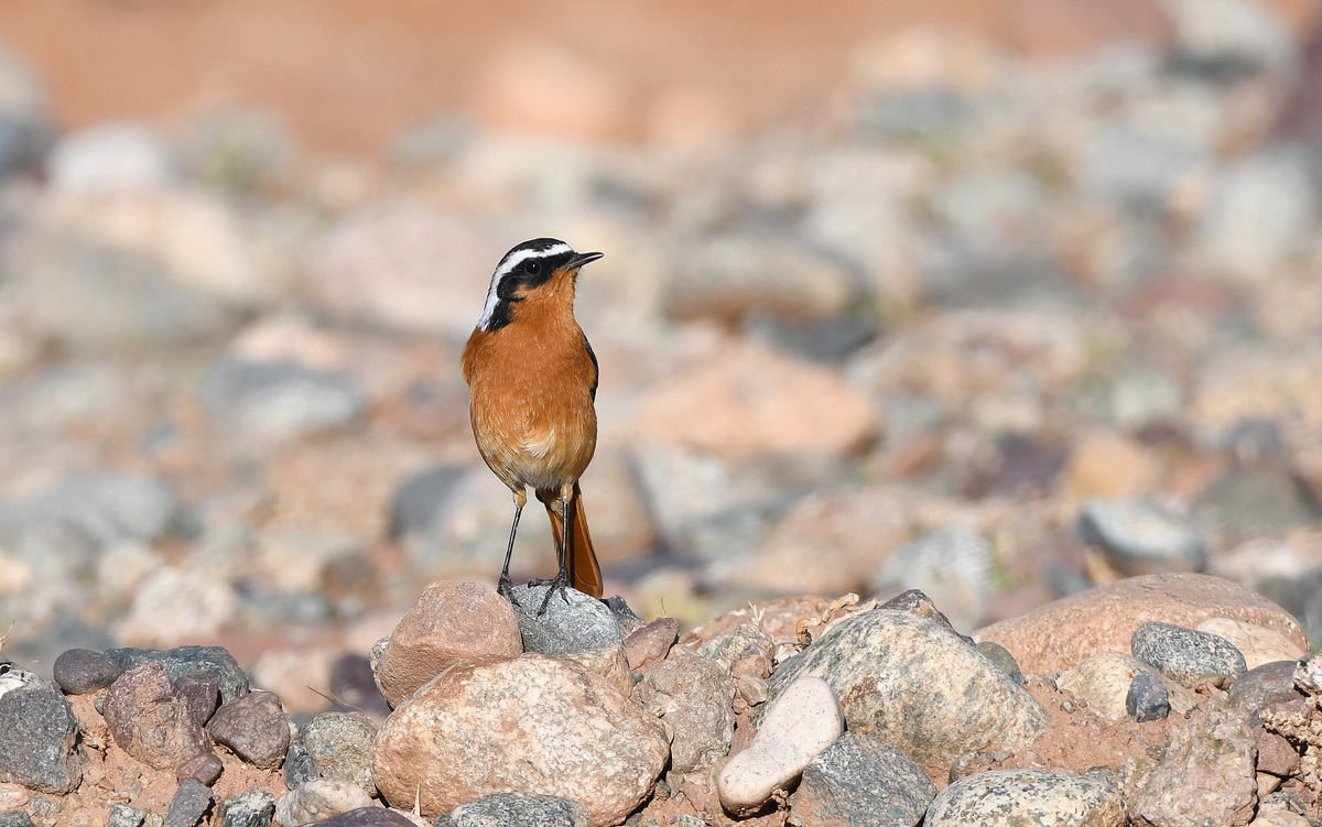 Maroko, bidaia ornitologikoa - 06