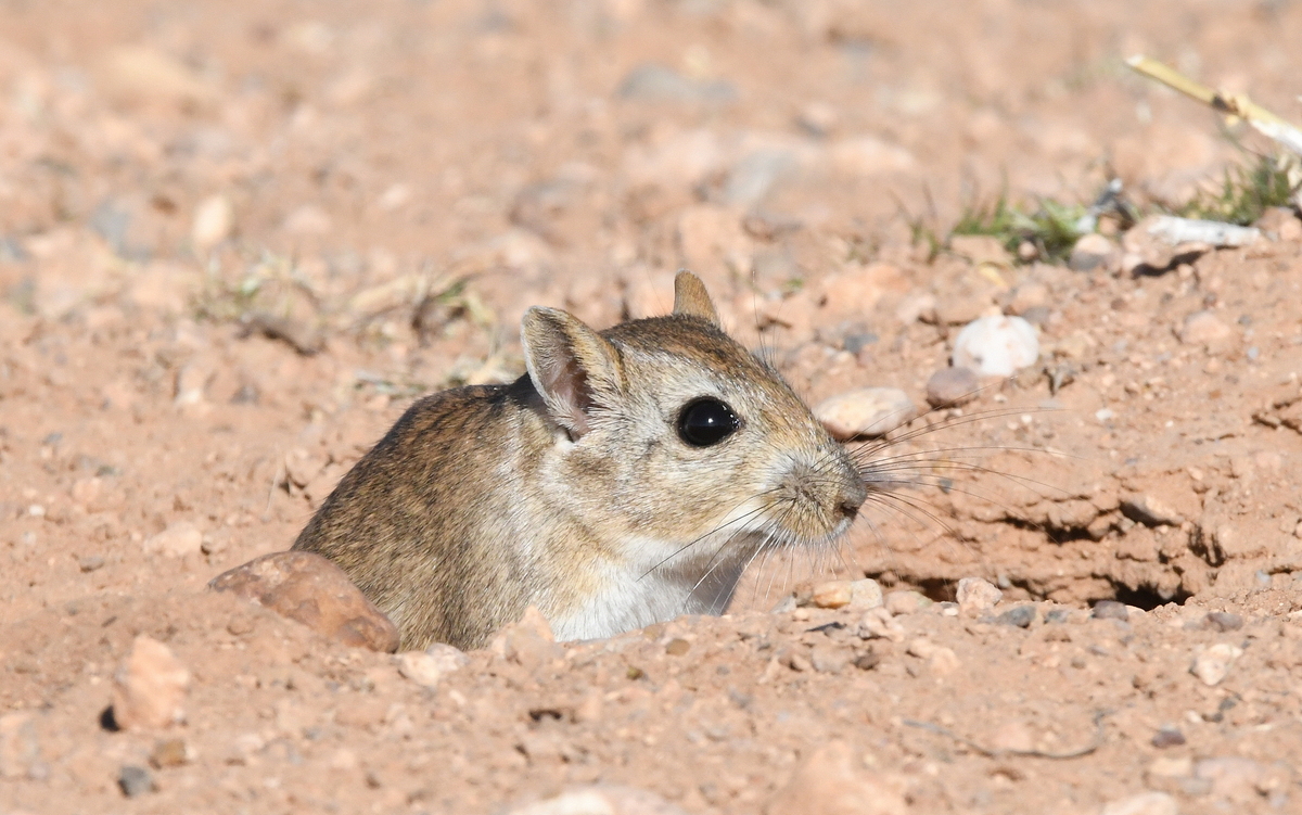 Maroko, bidaia ornitologikoa - 08