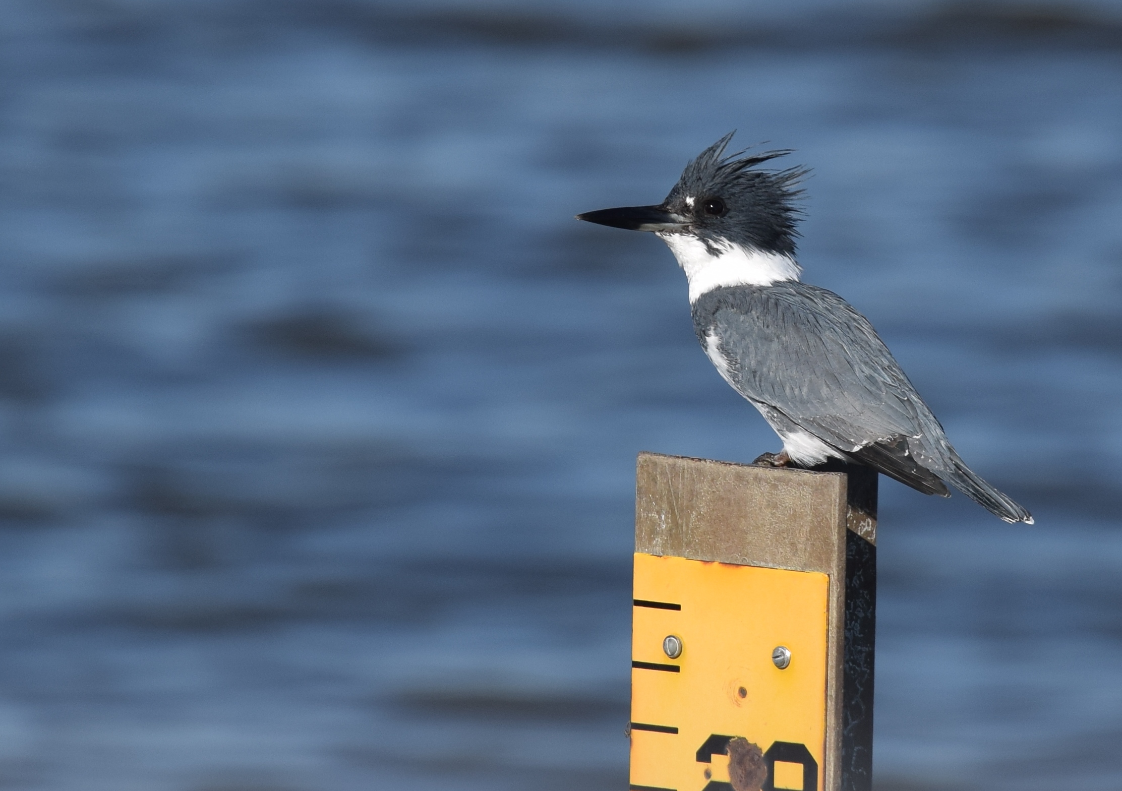 Martin handi iparramerikarra
