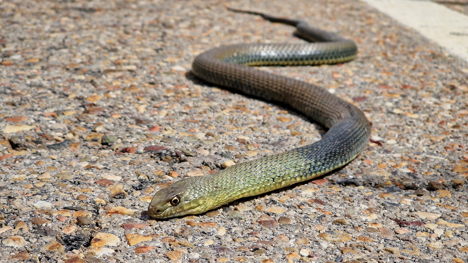 Montpellierko sugea - 01