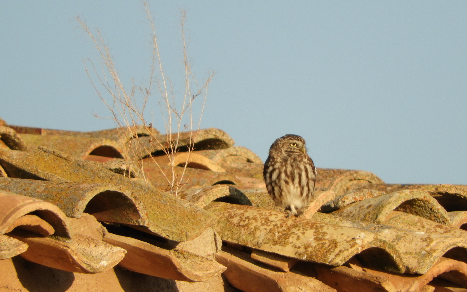 Mozoloa, Athene noctua