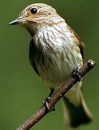 muscicapa_01.jpg muscicapa_01.jpg