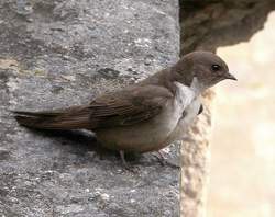 ptyonoprogne.jpg ptyonoprogne.jpg