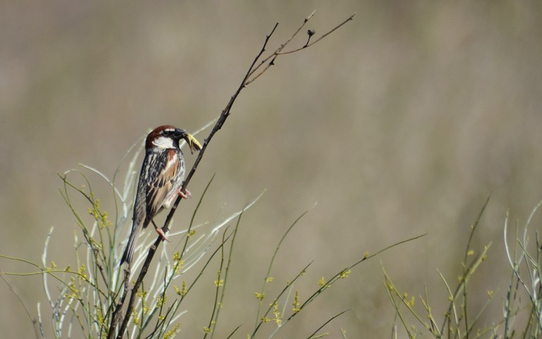Passer hispaniolensis Passer hispaniolensis