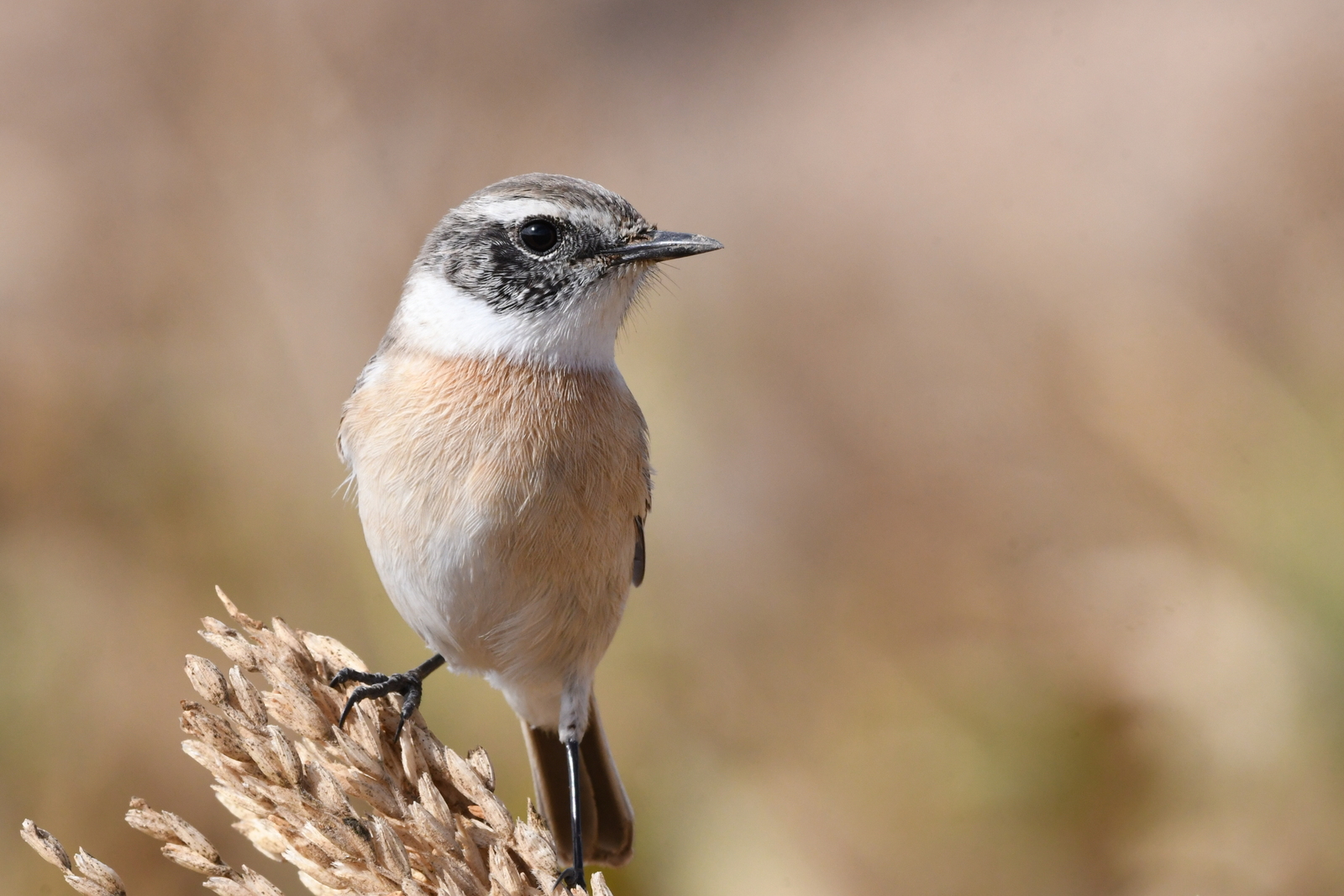 Pitxartxar kanariarra, Saxicola dacotiae