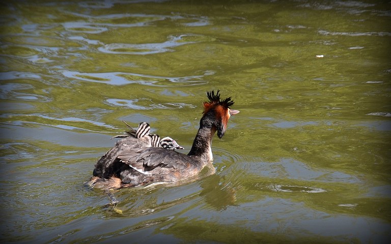 podiceps cristatus podiceps cristatus