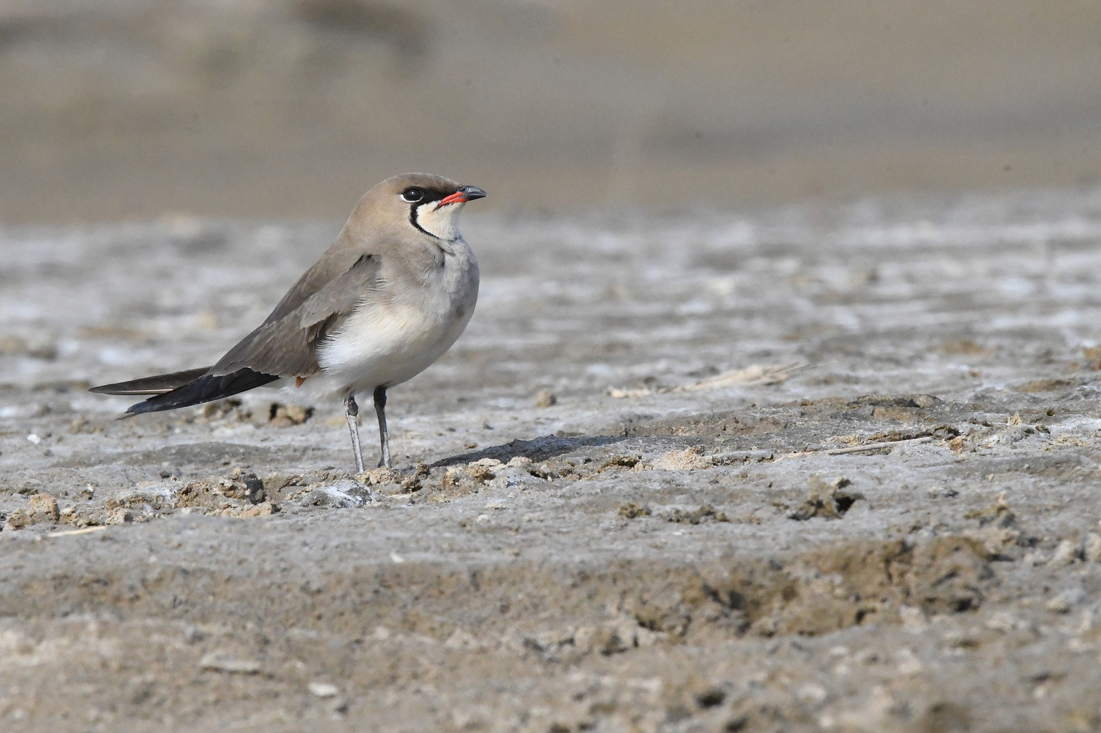 Pratinkola eurasiarra (Glareola pratincola) - 01