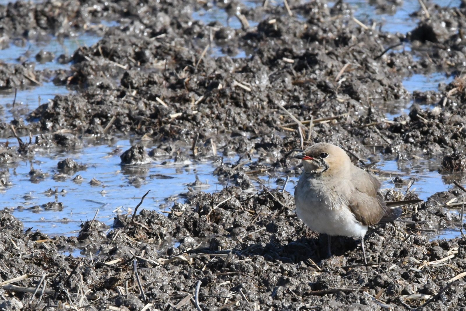 Pratinkola eurasiarra (Glareola pratincola) - 03