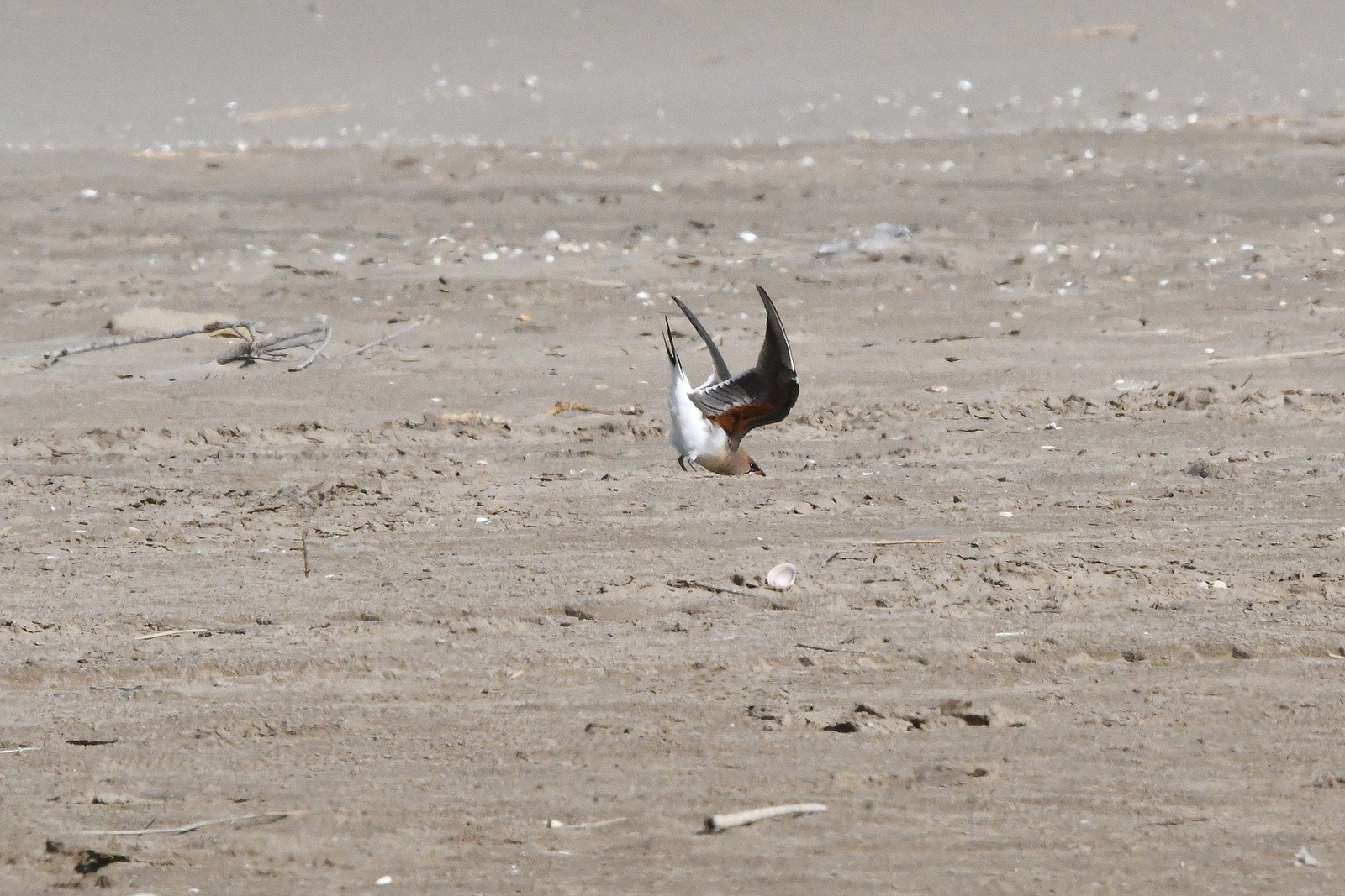 Pratinkola eurasiarra (Glareola pratincola) - 05