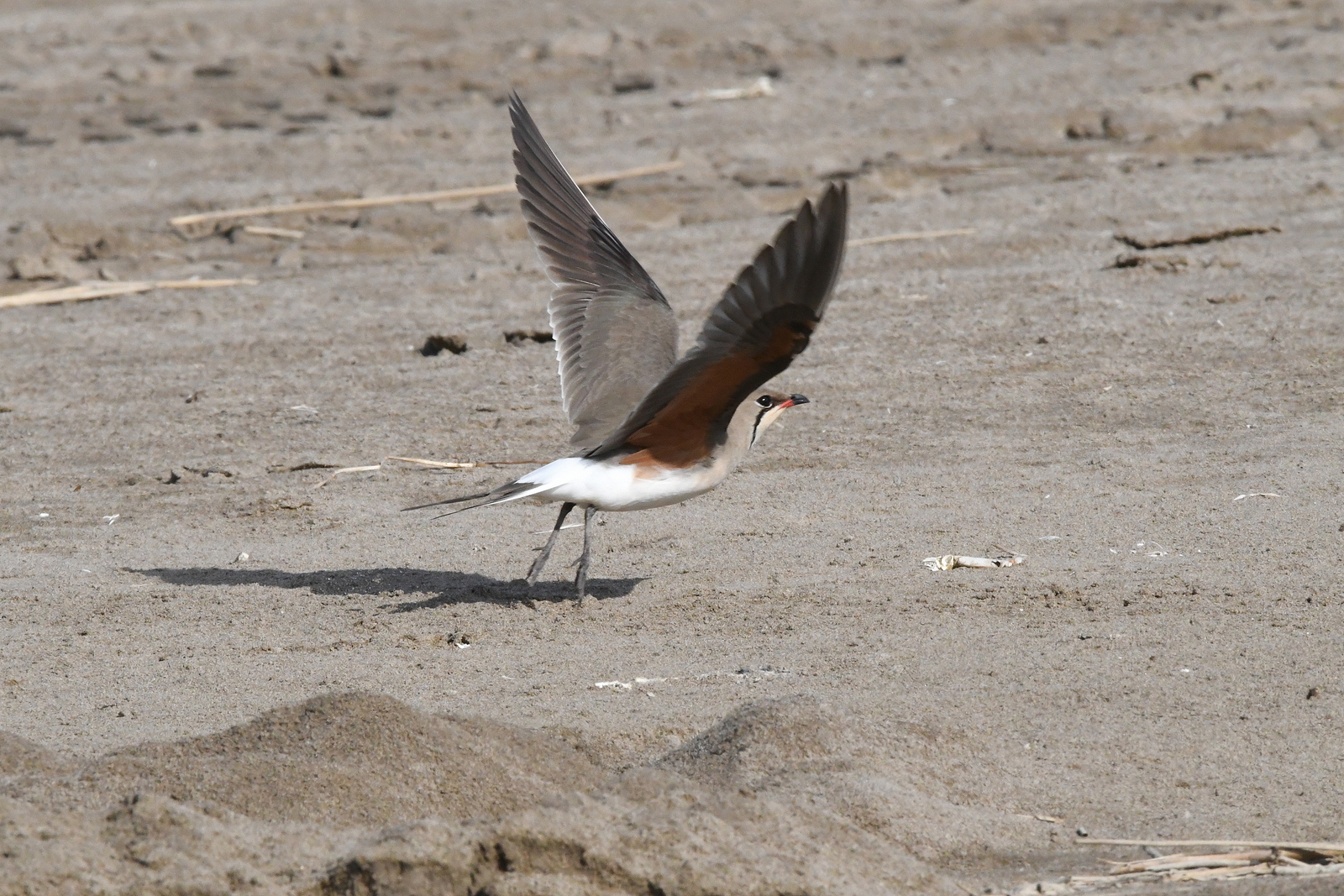 Pratinkola eurasiarra (Glareola pratincola) - 07
