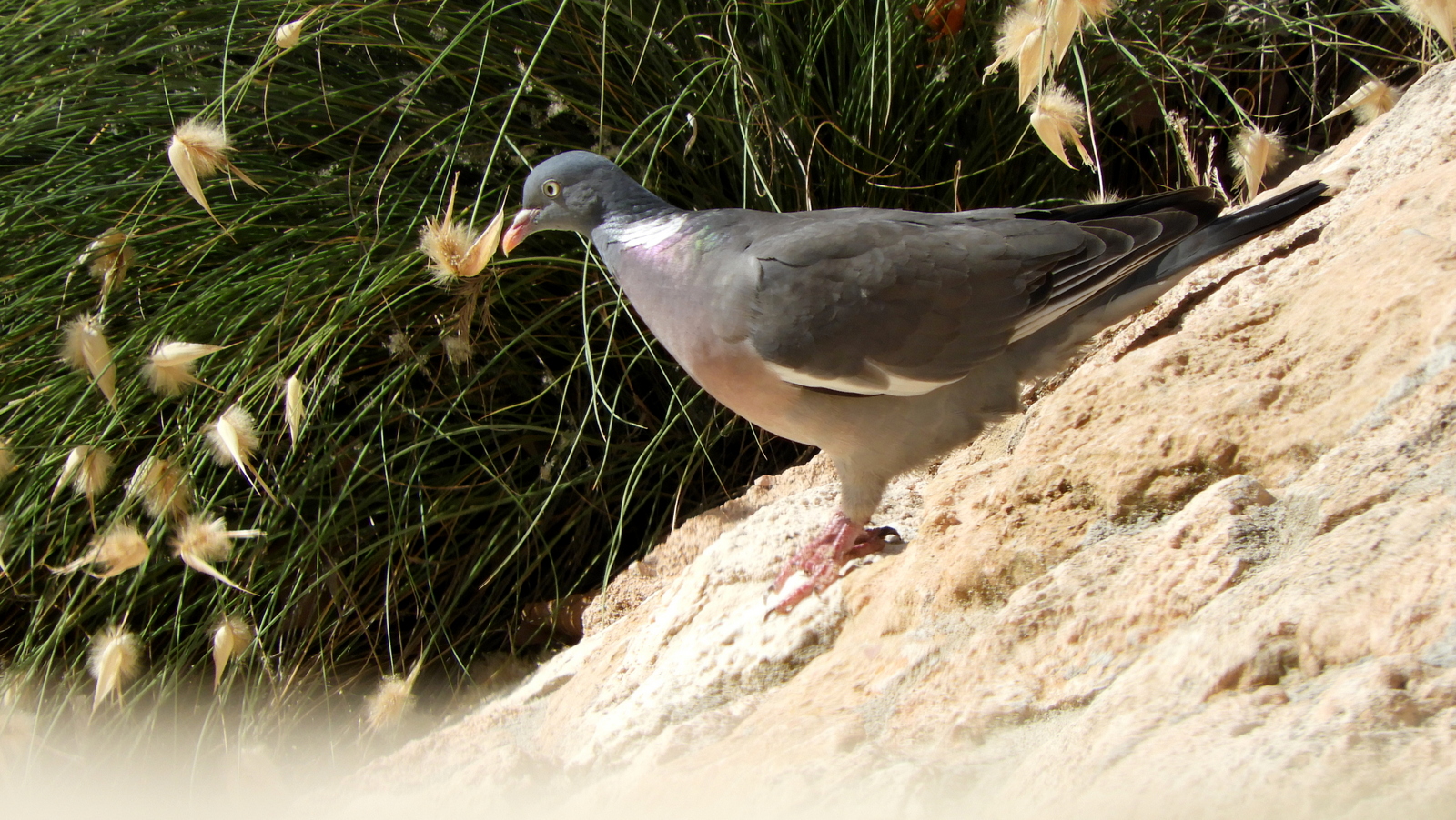 SACRE 2023, pagausoa