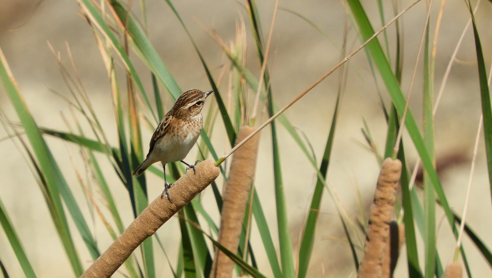 Saxicola rubetra, pitxartxar nabarra
