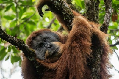 tapanuli-orangutana-01.jpg tapanuli-orangutana-01.jpg