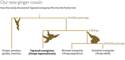 tapanuli-orangutana-04.jpg tapanuli-orangutana-04.jpg