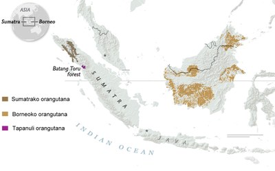 Hiru orangutan espezieen banaketa-mapa, Indonesia Hiru orangutan espezieen banaketa-mapa, Indonesia