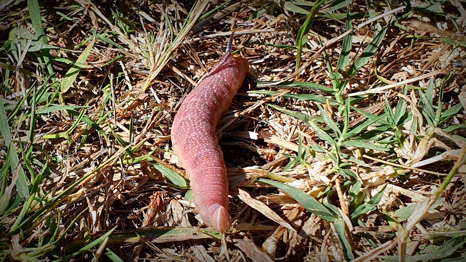 Tximeleta esfingidoa 01