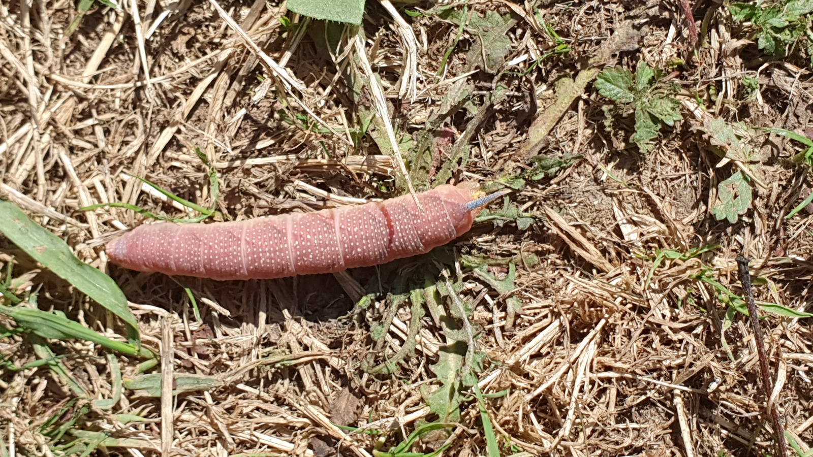 Tximeleta esfingidoa 02