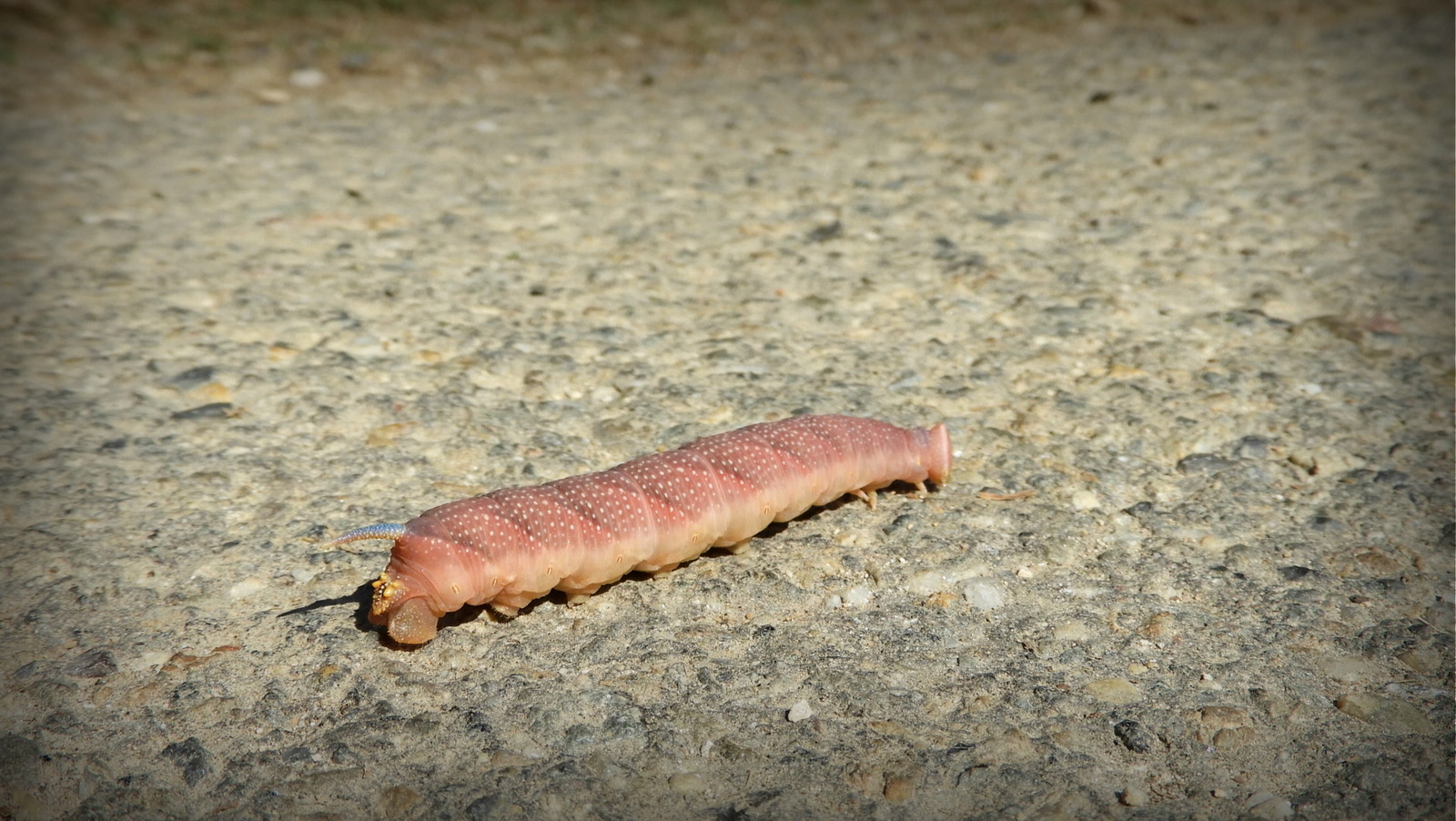 Tximeleta esfingidoa 03