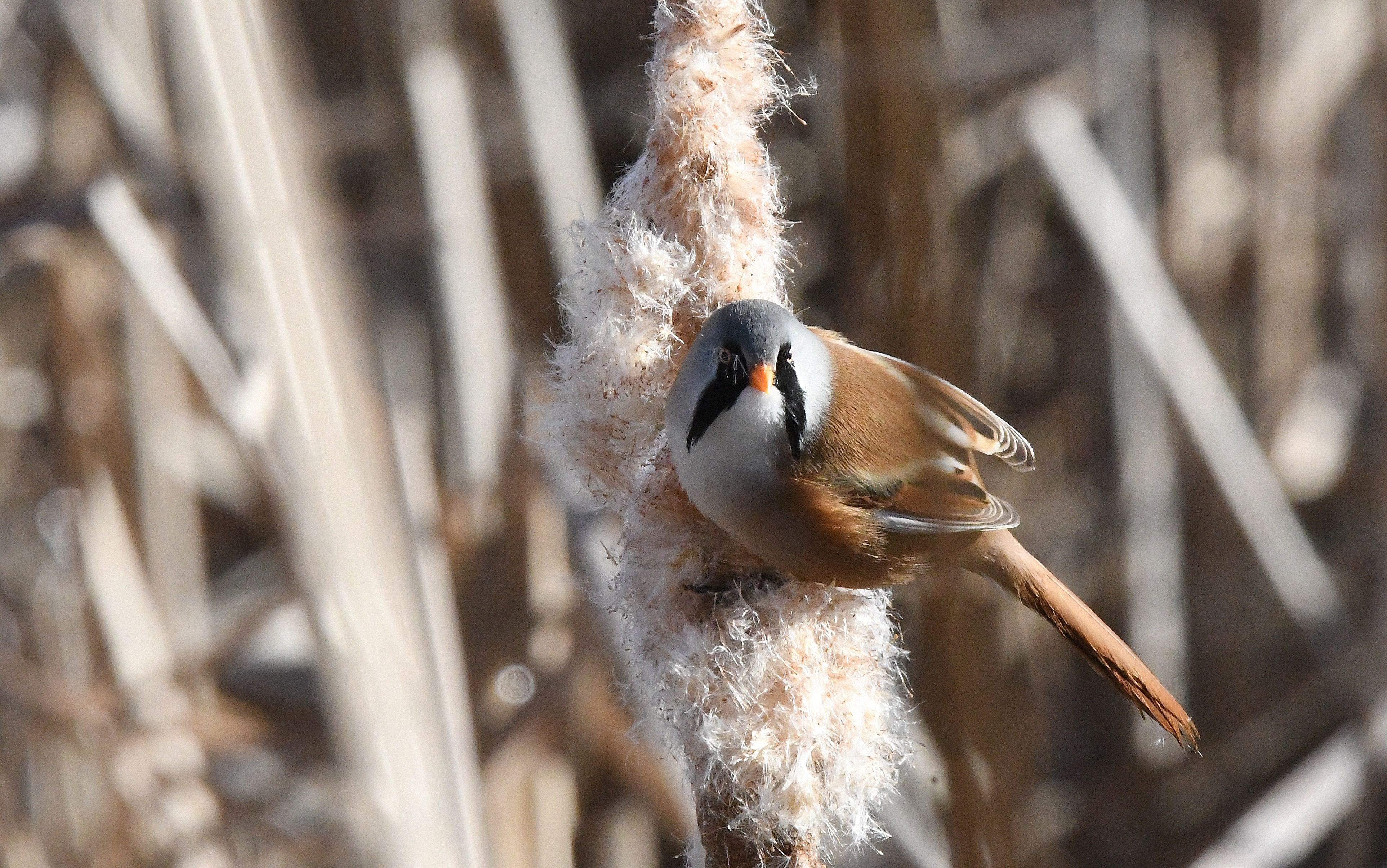 Tximutx arra (Dos Reinos, Nafarroa)